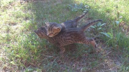 2 mädchen Baby Bengal Kartauser-Siam Kätzchen