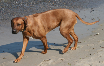 Soll ich meine Hunde impfen