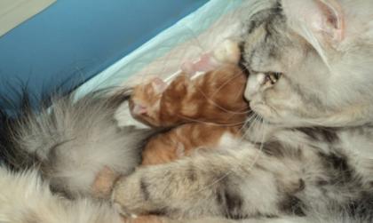 Sibirientaigas-19 Jahre Sibirische Katzen