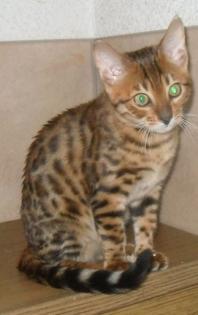 Möchten Sie dieses verschmuste Bengalkitten in Ihre Familie aufnehmen