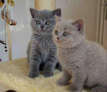 Wunderschöne BKH Babys mit Stammbaum suchen dich