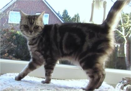 Britisch Kurzhaar BKH Whiskas- Katze abzugeben black Tabby silver classic
