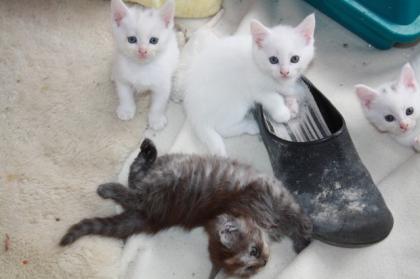 Maine Coone / BKH Mix Kätzchen Kitten suchen Zuhause