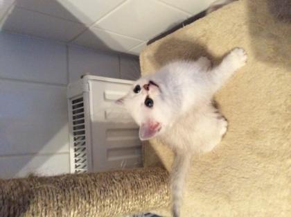 BKH Kater sucht eine neue Familie