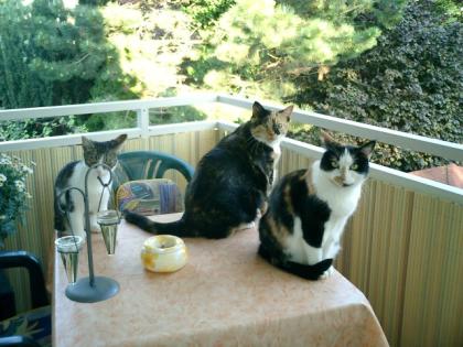 Tierbetreuung, Katzenbetreuung für Darmstadt, Alzey, Worms, Bad Kreuznach, Bin