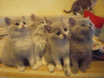 Schmusekitten abzugeben