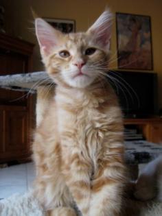 Maine Coon Kitten mit Stammbaum 14 Wochen