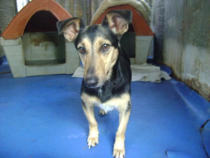 Suchen Sie einen kleinen Hund aus dem Tierschutz