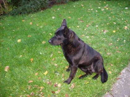 Verschenke Schäfer/Labrador mix Hündin