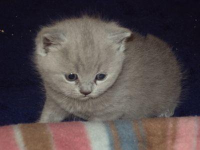 Süße BKH-Kitten in Blau und Blau-Creme Tortie abzugeben