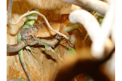 Grüner roter Leguan Iguana iguana