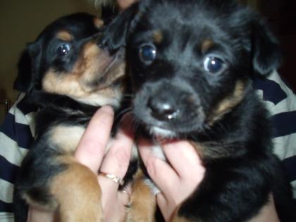 Hunde welpen
