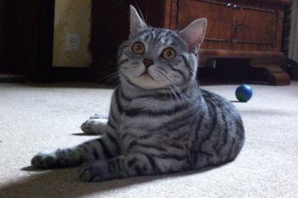 BKH Kater Silber Tabby