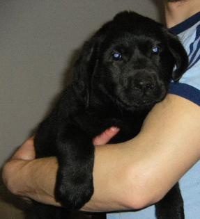 Labrador Welpen, reinrassig, schwarz, zvk.