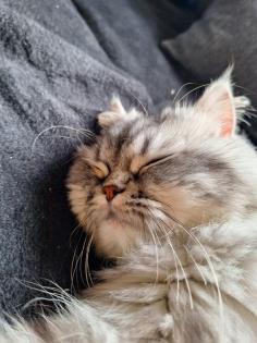 Liebevoller Perser Main-Coon Kater Mix Simba