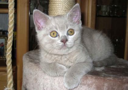 Wunderschöne BKH Katzen