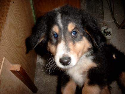 Colliewelpen ohne Papiere