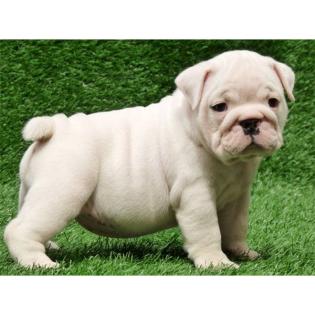 Englische Bulldogge Welpen für gute Hause