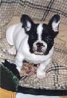 Spende boul dogue Französisch