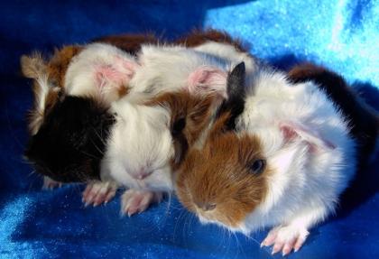 Langhaar Meerschweinchen Böcke abzugbaen