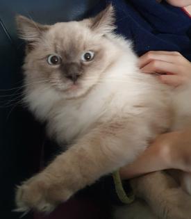 2 traumhafte Ragdoll Kitten geimpft suchen traumhaftes Zuhause