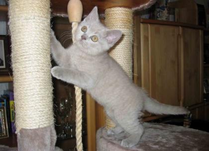 Reinrassige süße BKH Kitten