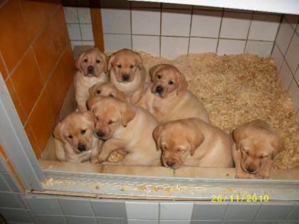Blonde Labrador Welpen