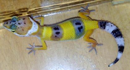 Leopardgeckos, Eublepharis macularius DNZ 2021, Hypo, High Yellow