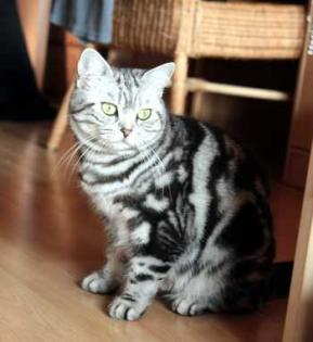 Reinrassige Silvertabbies BKH