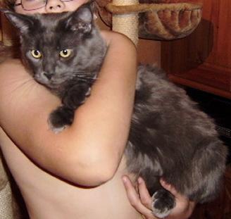 2 Jahre alter Maine Coon Kater grau nicht kastr. und nicht tätowiert