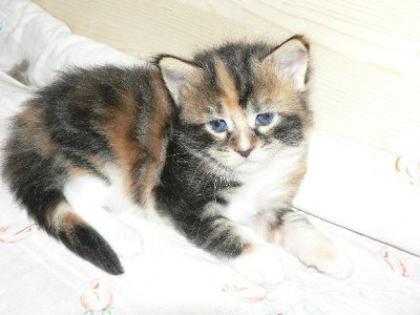 Allerliebste Maine Coon Babys Mitte Nov. 2021 abzugeben