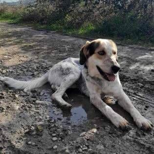 Rick / Status sucht ein Zuhause
