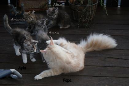 Maine coon Kitten aus Hobbyzucht zu verkaufen