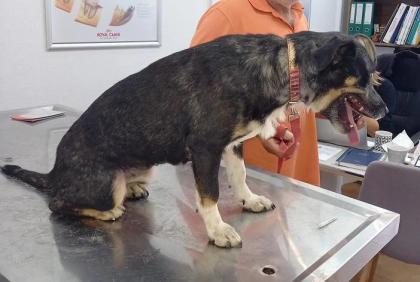Tinka sucht ein passendes Zuhause