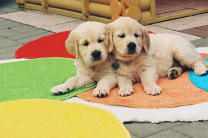 Unsere creme Babys aus super Linien sind da
