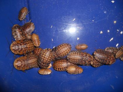 Schabe, Blaberus Atropus