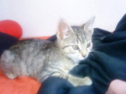 KATZENBABY 11 WOCHEN ALT, BENGAL - MAINE COON MIX ABZUGEBEN