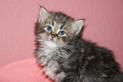 Perserkitten wartet auf neues Heim.