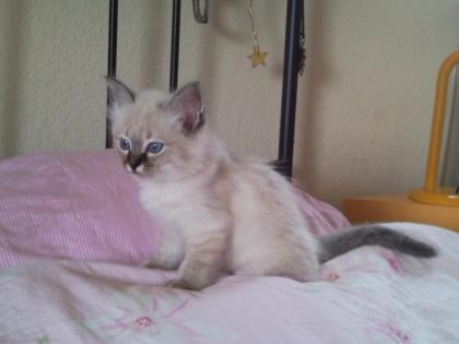 Schönes Birmakitten und/oder Katze zu verkaufen