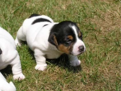 Jack russel welpen 8 wochen alt abzugeben