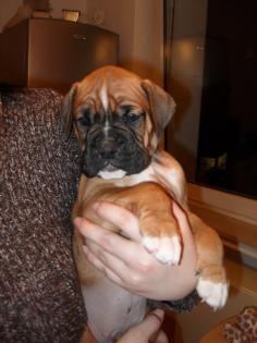 BOXER - WELPEN GEB. AM 6. 12. 2021