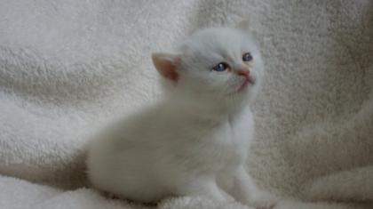 Wir haben Kitten