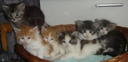 Wir haben 5 süsse Maine Coon Babys abzugeben