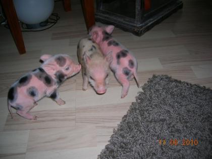 Microschweinchen