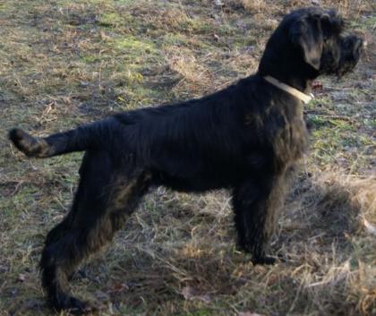 Riesenschnauzer