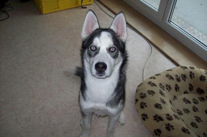 Sibirischer husky Rüde
