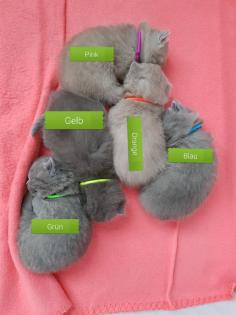 BKH Kitten mit Stammbaum
