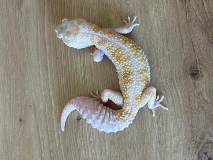 2 Leopardgeckos weiblich dringend