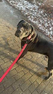 Cane Corso italiano sucht dringend neues Zuhause