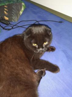 Hübscher junger Kater